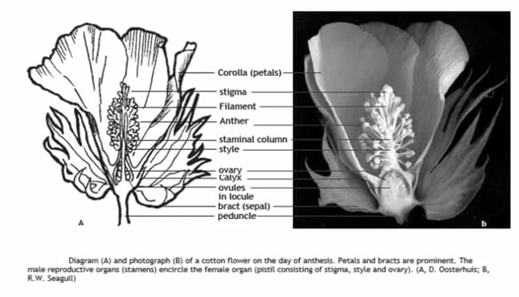 cotton flower