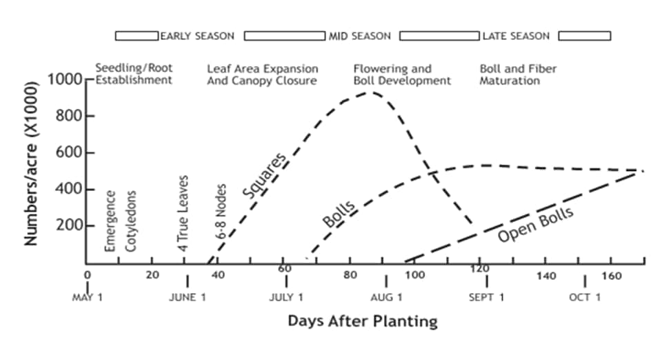 cotton growth stages