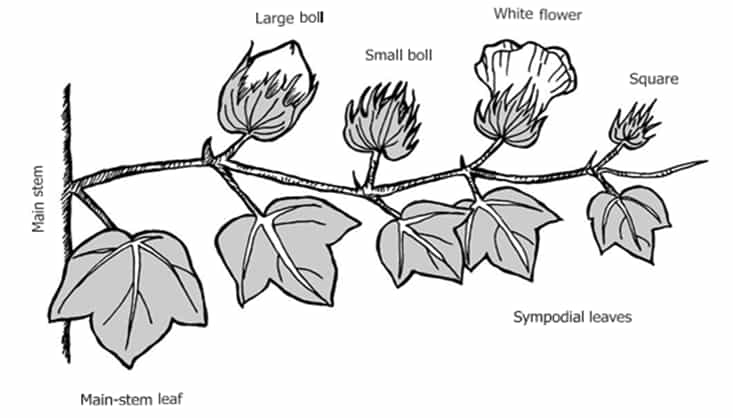 cotton main stem leaves