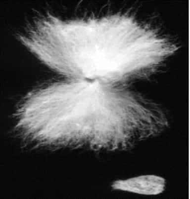 cotton on seed