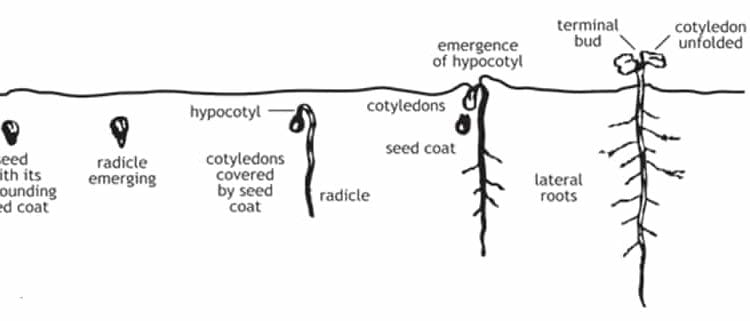 Root Development