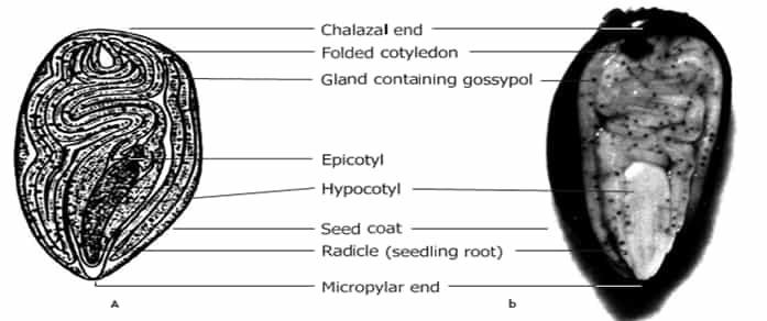 cotton seed