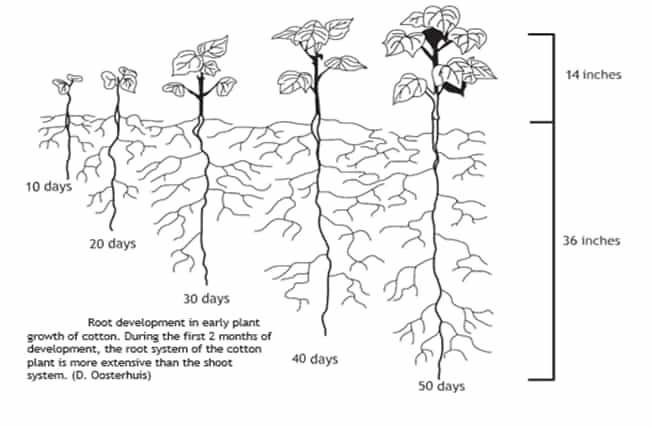 Root development