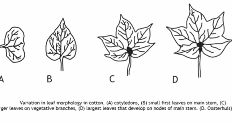 leaves formation