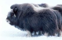 qiveut ox