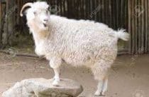 angora-goat
