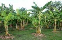 banana-plant