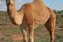 camel