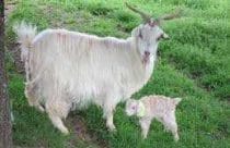 cashmere-goat