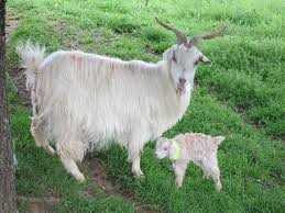 cashmere-goat