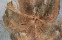 coir-husk