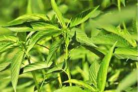 jute-plant