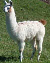 llama-goat
