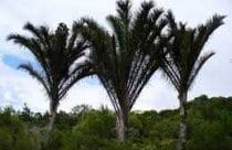 raffia-plant