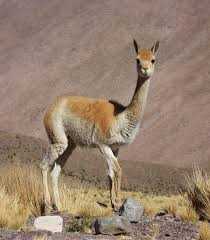 vicuna