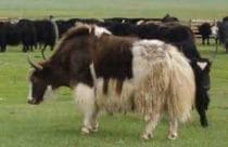 yak