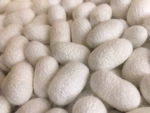 silk cocoons