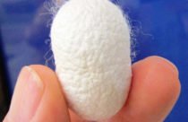 silk cocoon