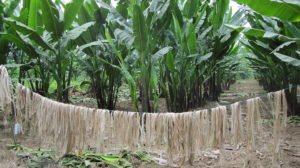abaca fiber