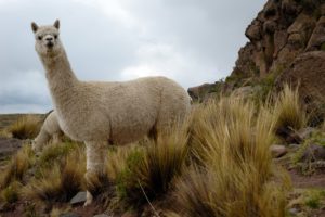 alpaca animal