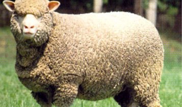 Merino sheep
