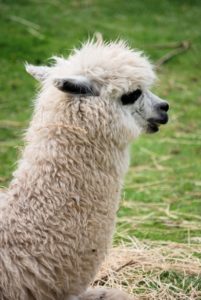 alpaca animal