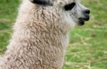 alpaca animal