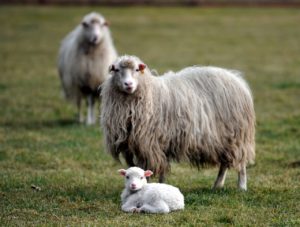 sheep lamb