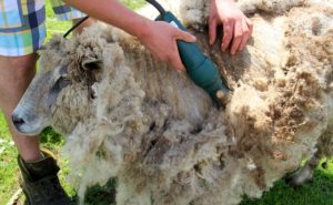 wool shearing