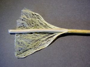 hemp fiber