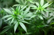 hemp plant