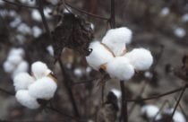 Cotton Plant