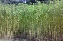 Jute Plant