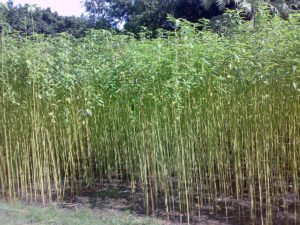 Jute Plant