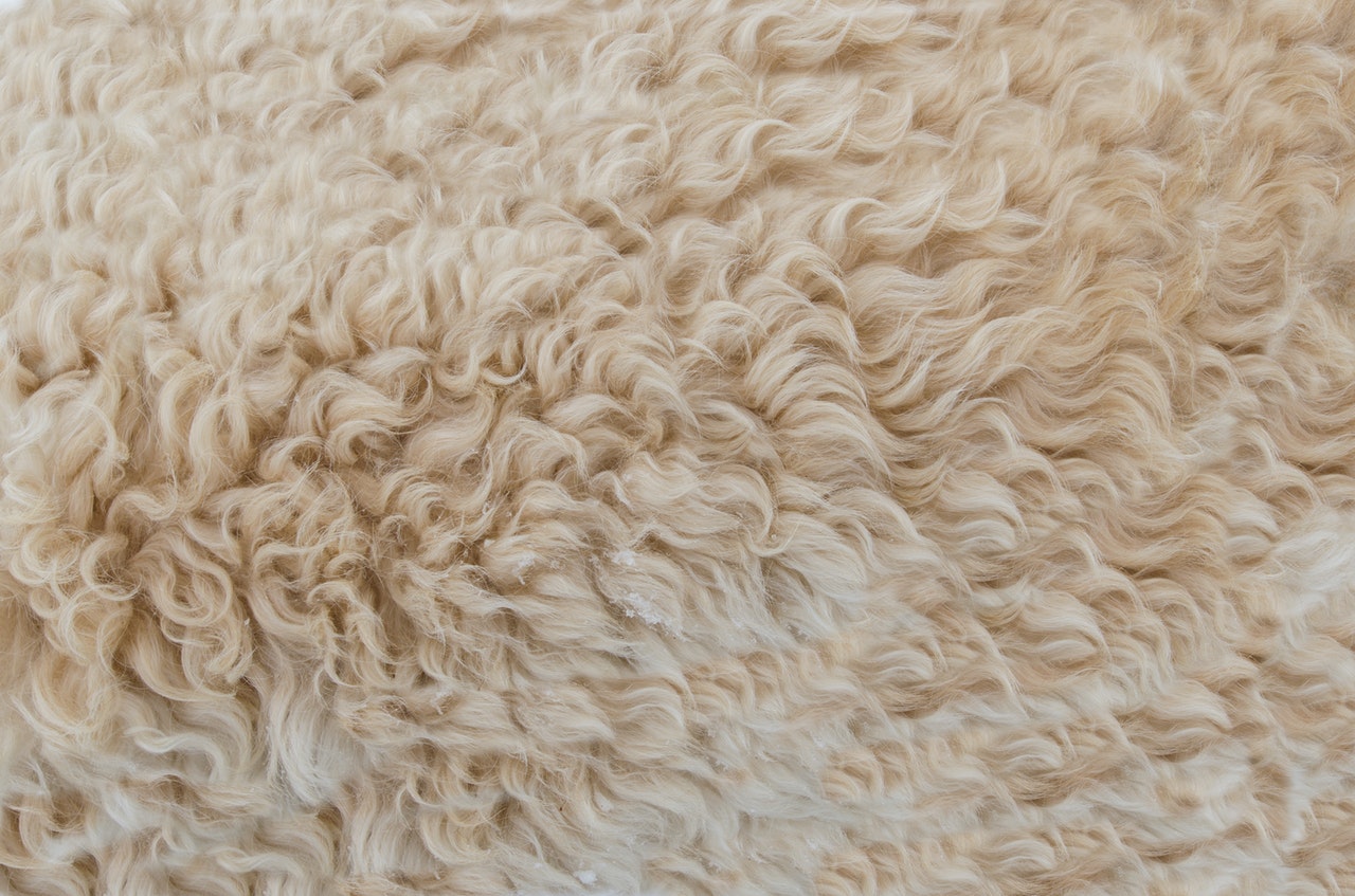 wool fibre