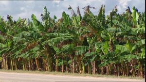 banana-plantation