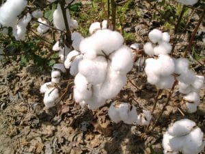 Cotton in Field