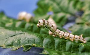 silk worm