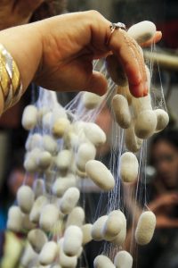 silkworm-collecting