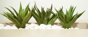 aloe-vera-plants