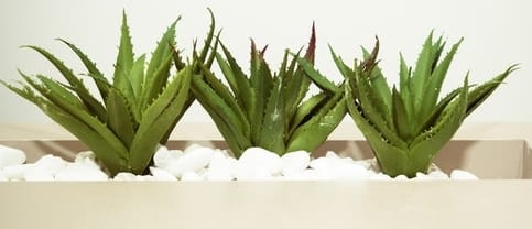aloe-vera-plants