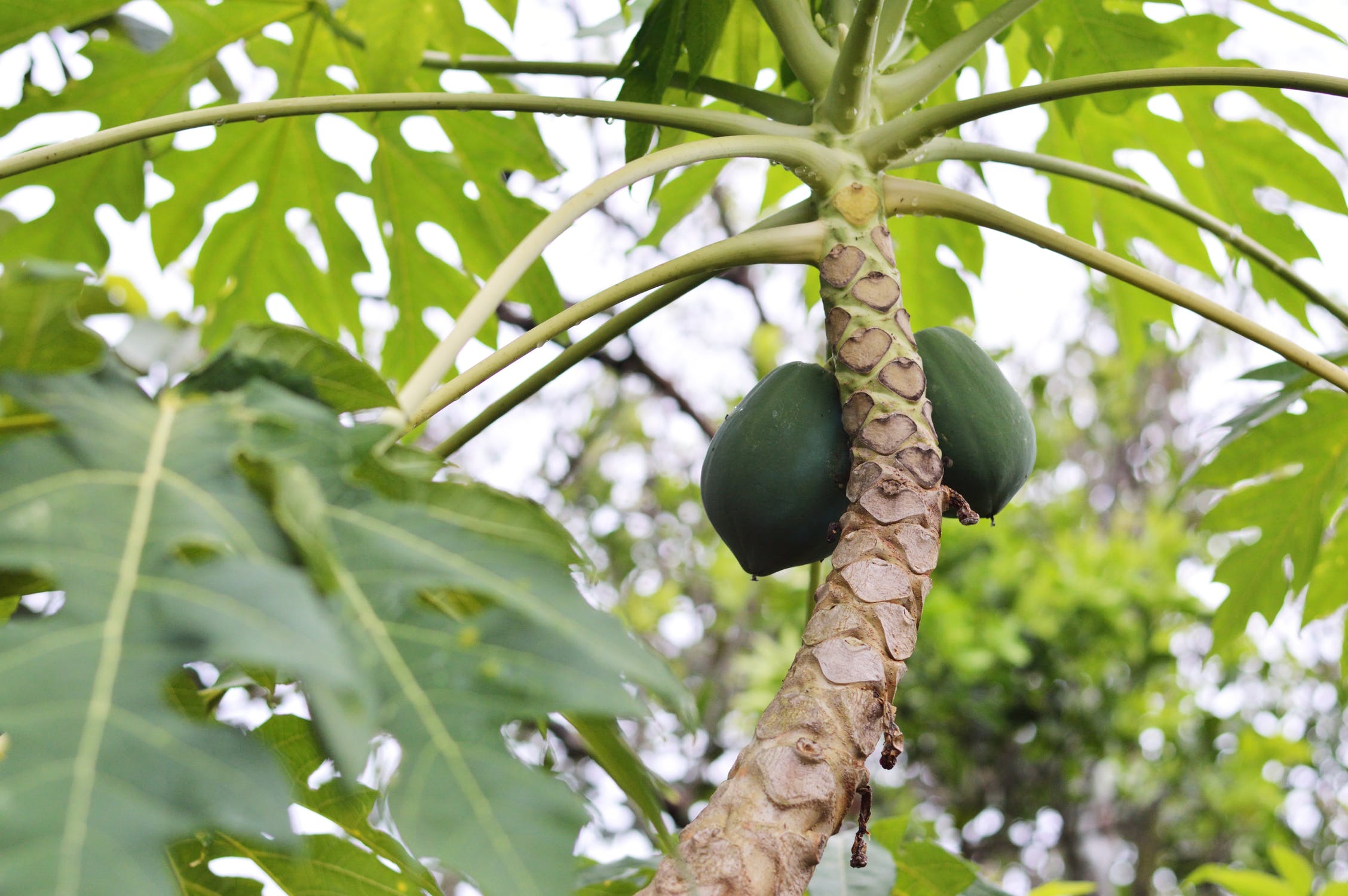 papaya-plant